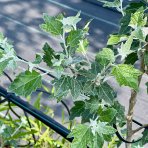 Topoľ biely (Populus alba) ´NIVEA´ - výška 100-120 cm, kont. C3L
